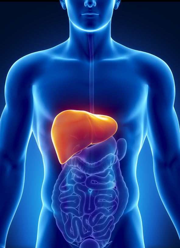 Protect Your Liver! - The Natural Athletes Clinic